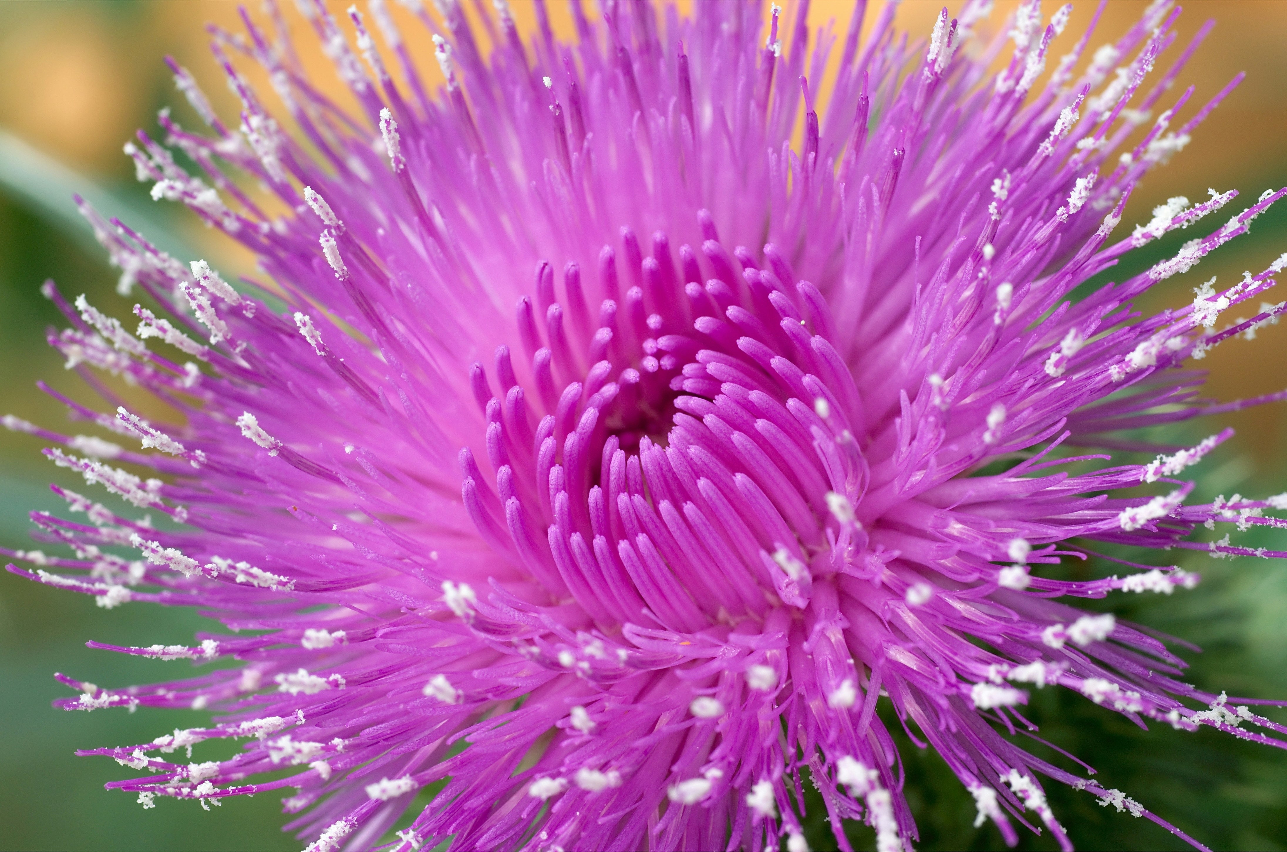 Milk Thistle & Curcumin : A Powerhouse for Liver Support