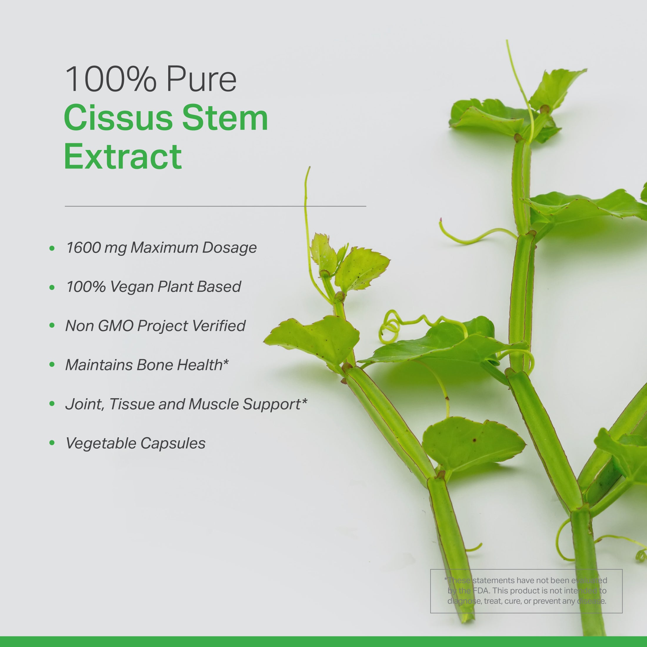 Cissus